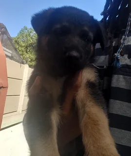 German Shepherd Puppies