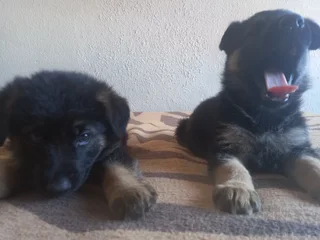 German shepherd Puppies