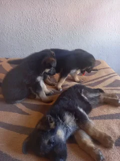 German shepherd Puppies