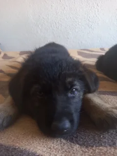German shepherd Puppies