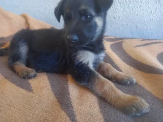 German shepherd Puppies