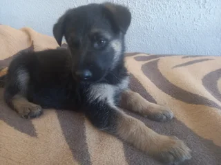 German shepherd Puppies