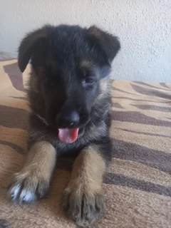 German shepherd Puppies