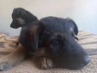 German shepherd Puppies
