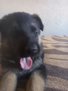German shepherd Puppies