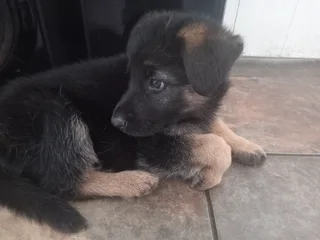 German shepherd Puppies