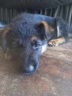 German shepherd Puppies