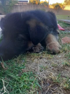 German shepherd Puppies