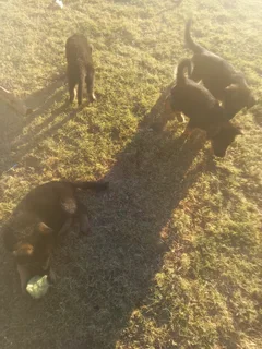 German shepherd Puppies