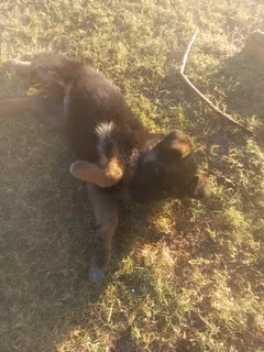 German shepherd Puppies