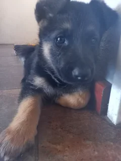 German shepherd Puppies