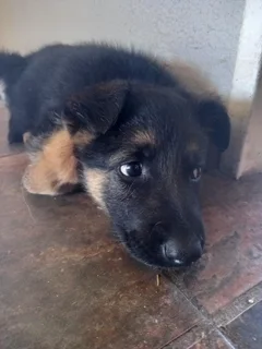German shepherd Puppies