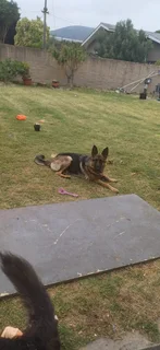 German shepherd Puppies