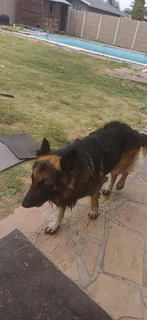 German shepherd Puppies