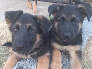 German shepherd puppies