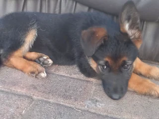 German shepherd puppies