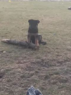 German shepherd puppies