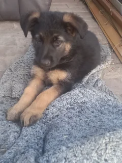 German shepherd puppies
