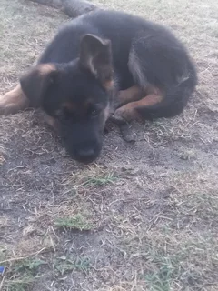 German shepherd puppies
