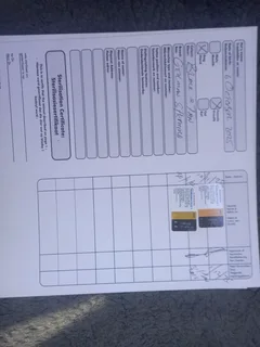 German shepherd puppies