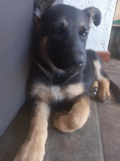 German Shepherd Puppies