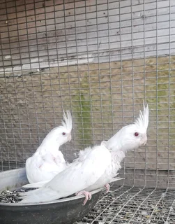 Cockatiels for sale