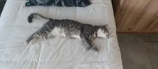 Pets - Ad posted by Hanlie