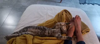 Pets - Ad posted by Hanlie