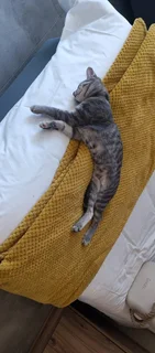 Pets - Ad posted by Hanlie