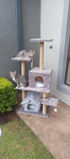 Pets - Ad posted by Hanlie