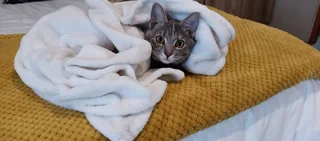 Pets - Ad posted by Hanlie