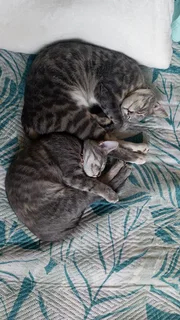 Pets - Ad posted by Hanlie