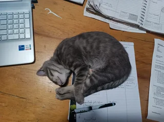 Pets - Ad posted by Hanlie