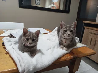 Pets - Ad posted by Hanlie