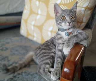 Pets - Ad posted by Hanlie