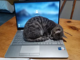 Pets - Ad posted by Hanlie