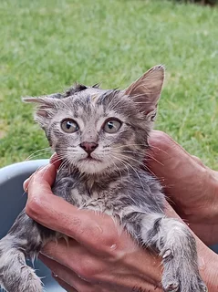 Pets - Ad posted by Hanlie