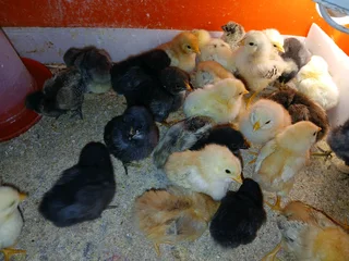 Livestock Poultry/chicks