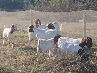 Livestock Igusha Ibohkwe'inkhomo