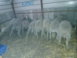 Livestock.Sheep/Igusha/Goats/ibhokwe availavlble from R2500