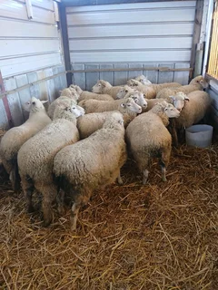 Livestock.Sheep/Igusha/Goats/ibhokwe availavlble from R2500