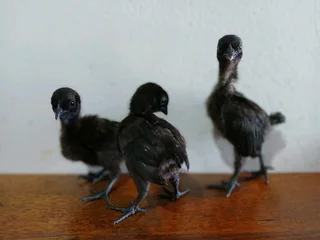 Ayam cemani chicks