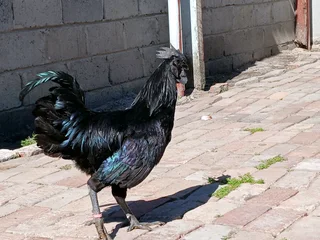 Ayam cemani chicks