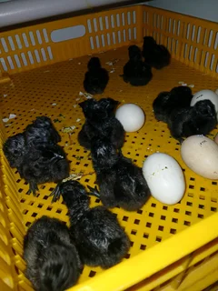 Ayam cemani chicks
