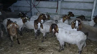 Boer goats females