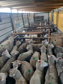 Sheep available R2600