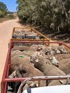 Sheep available R2600