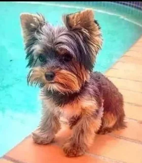 Yorkie male puppies