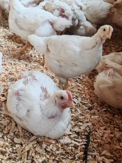 Broiler Chickens