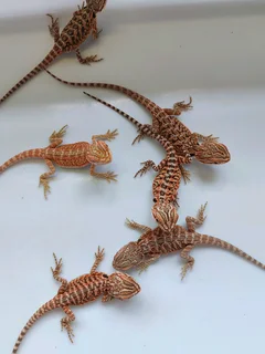 Baby Bearded Dragons